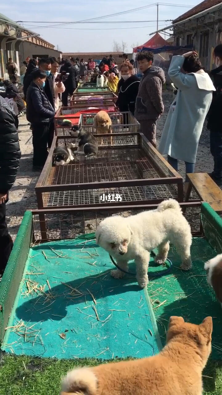 荣成宠物市场繁荣背后的深度探究