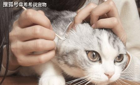 猫咪耳朵红褐色，原因、影响及处理方法全解析