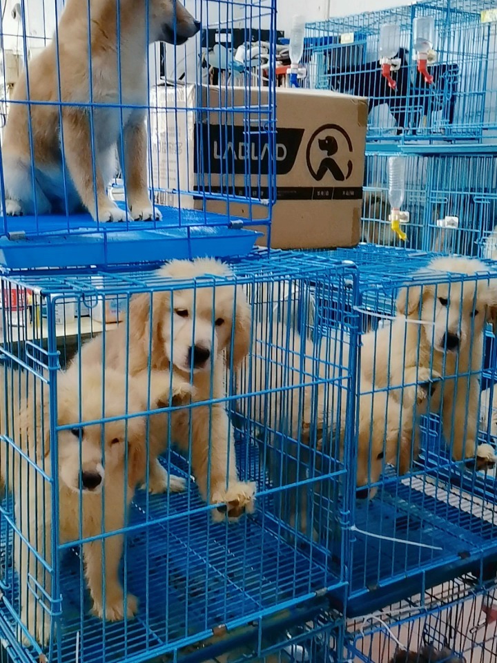 南宁宠物犬，城市生活的温馨伴侣与伙伴