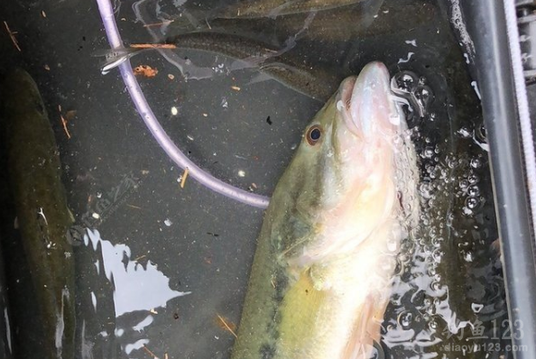 探索淡水鲈鱼的最佳路亚捕鱼时刻