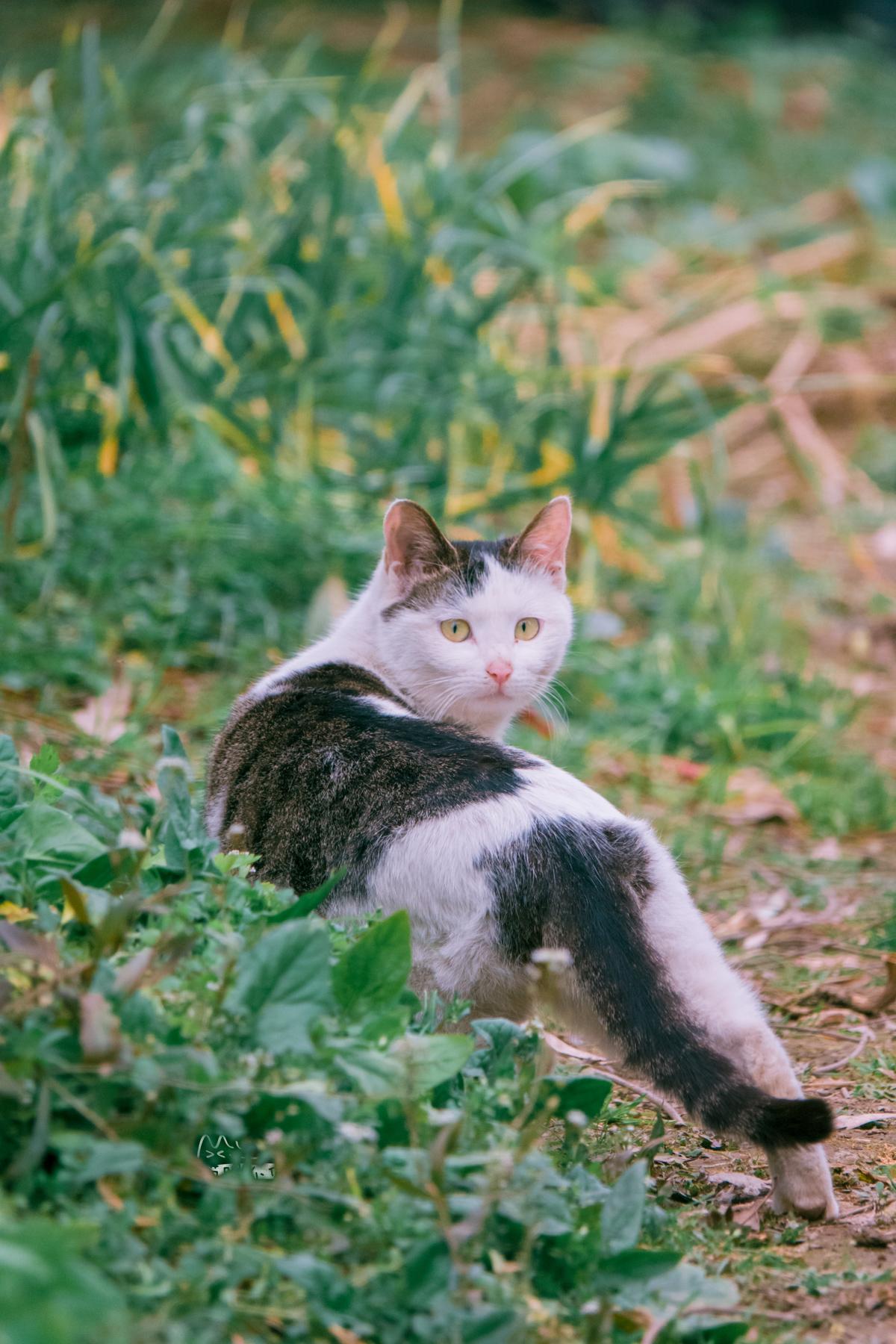 猫咪绿色眼睛，神秘魅力的独特展现