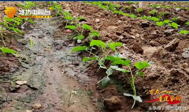 最新丝瓜种植技术及其生态价值深度研究