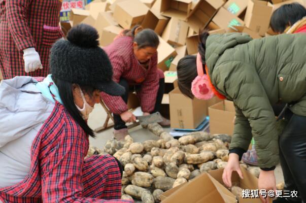 河南莲藕市场价格动态解析