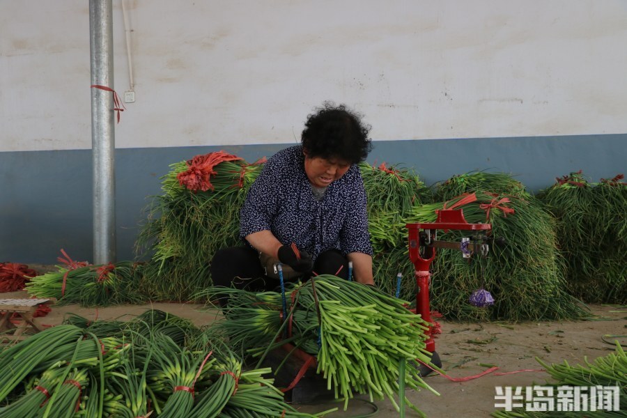 平度蒜苔价格动态与市场分析