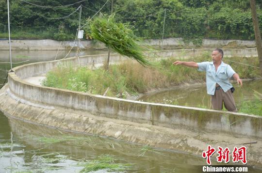 安徽禽流感最新消息全面解析