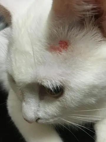 猫咪结晶症状详解，预防与应对方法