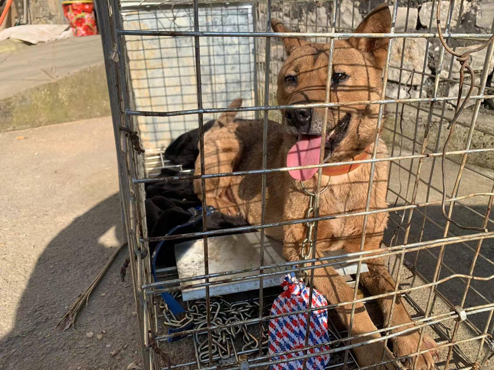 人与犬的深厚纽带，狗狗群名称探索之旅