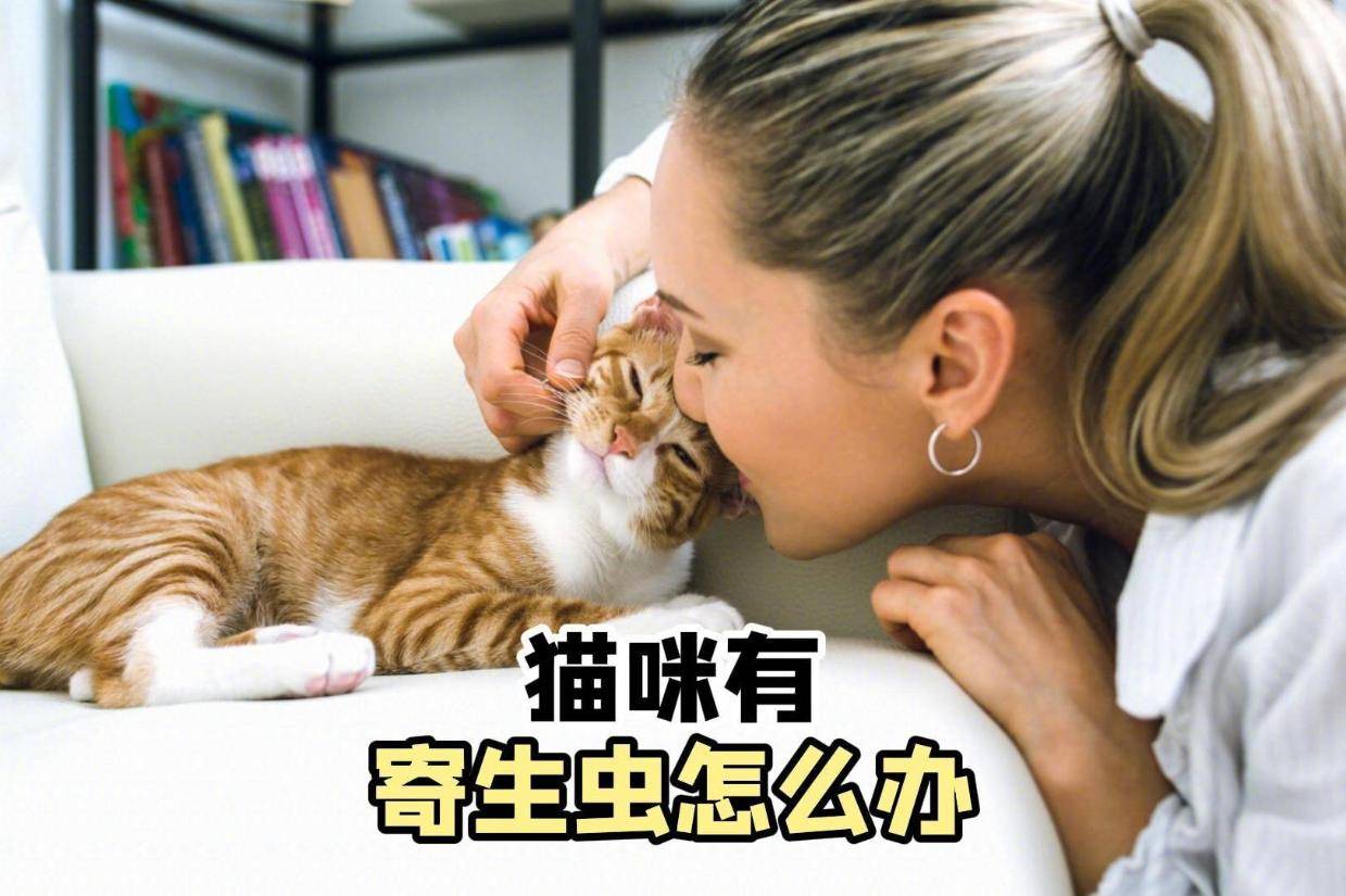 猫咪寄生虫感染应对指南，全面解析与防治方法