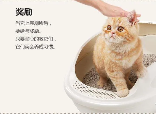 猫咪卫生全面关注，细节照顾指南