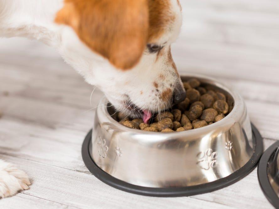 宠物饮食探讨，猫咪能否偶尔食用狗粮？