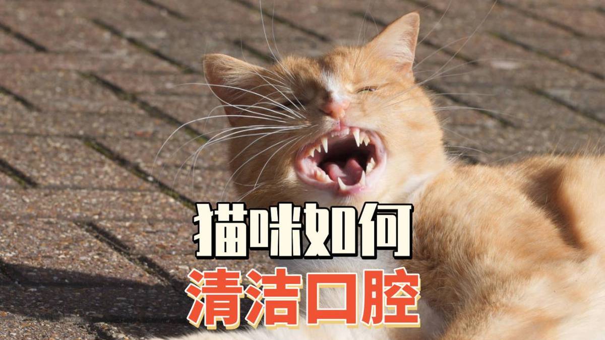 猫咪口腔健康，口气清洁的重要性与实用方法