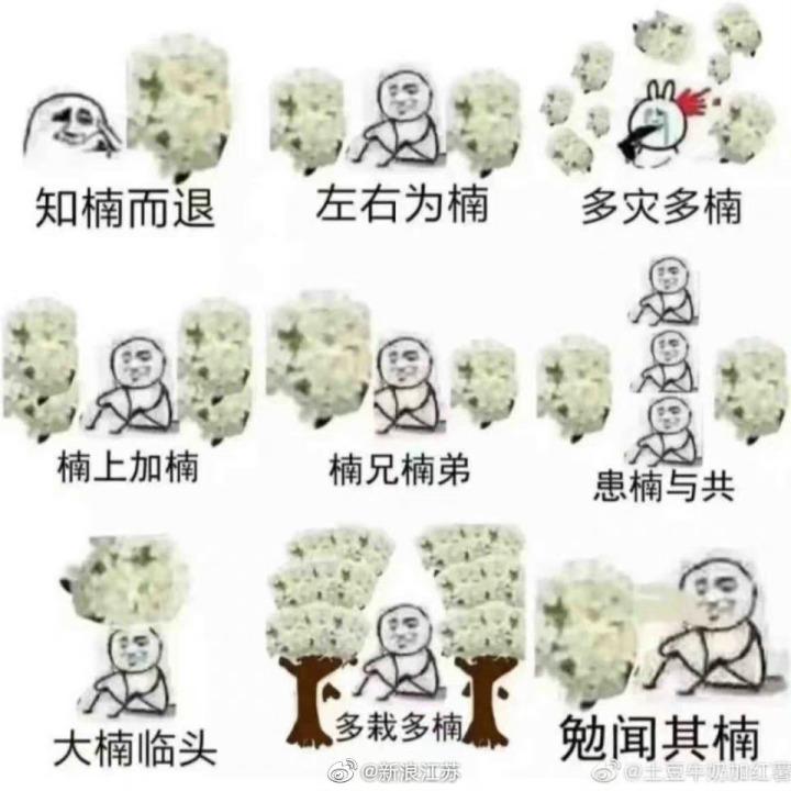 广东深圳石楠花种植可行性探讨