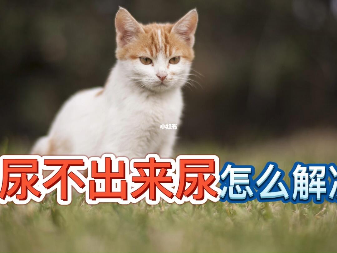 猫咪尿尿困难，原因、症状及应对之策