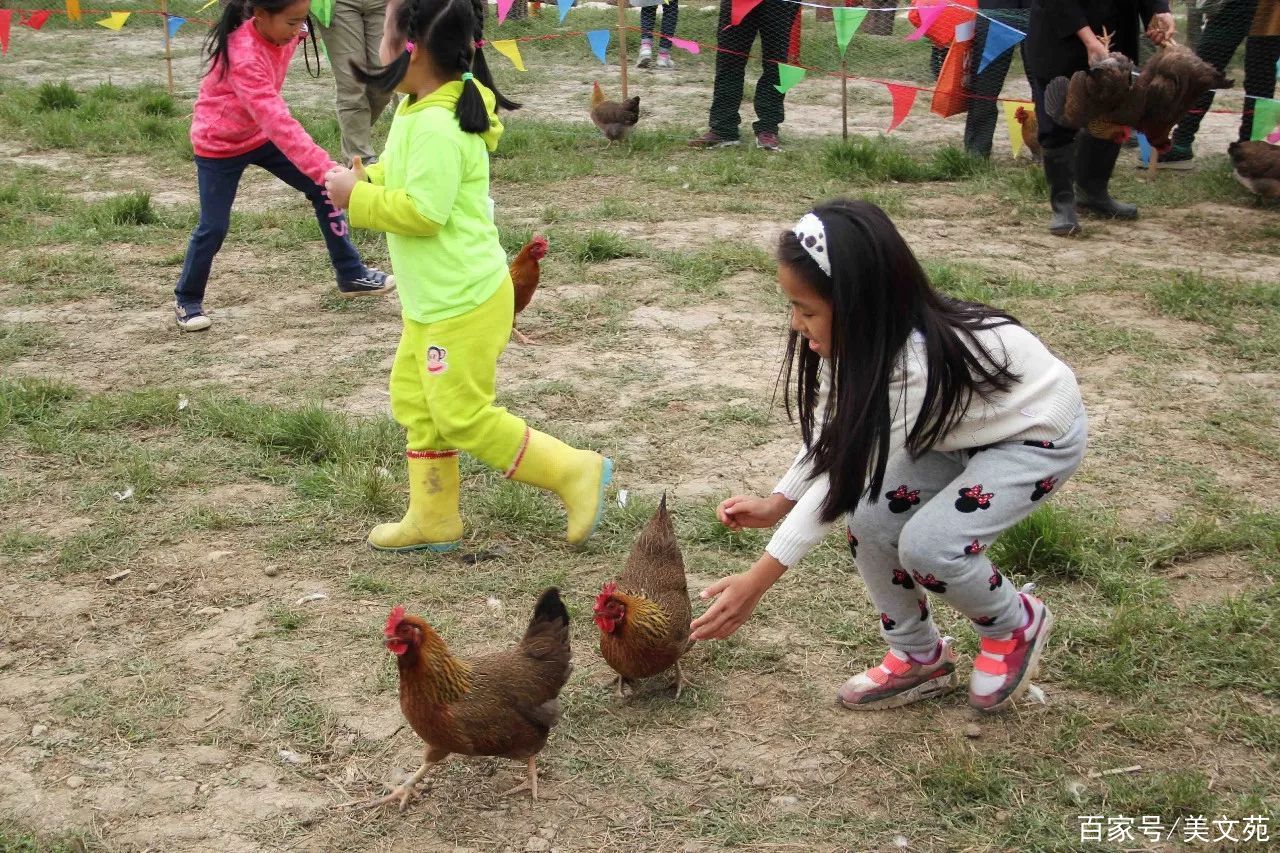 捉鸡趣事趣闻分享