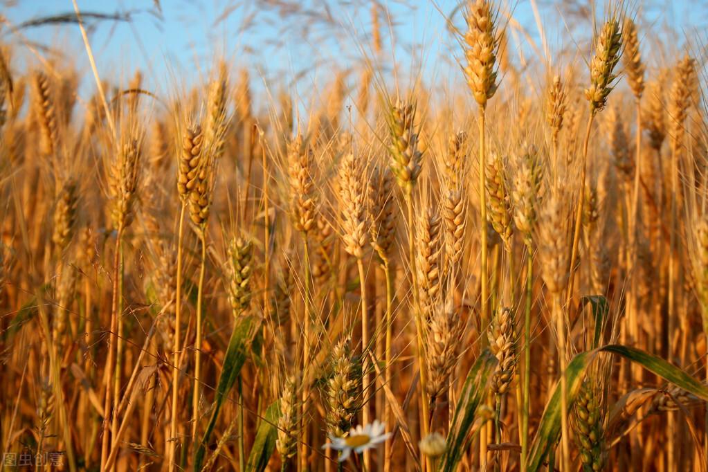 小麦种植技术、市场动态与应用前景最新解析